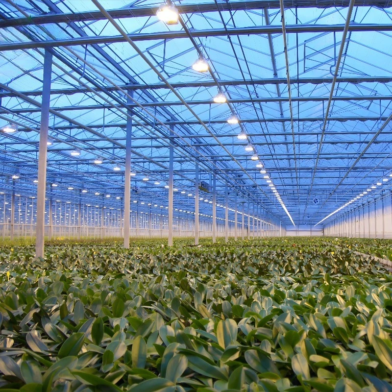 Venlo الدفيئة الزراعية التجارية الساخنة Dip هيكل الصلب المجلفن منزل زجاجي طويل المتانة للخضروات والزهور