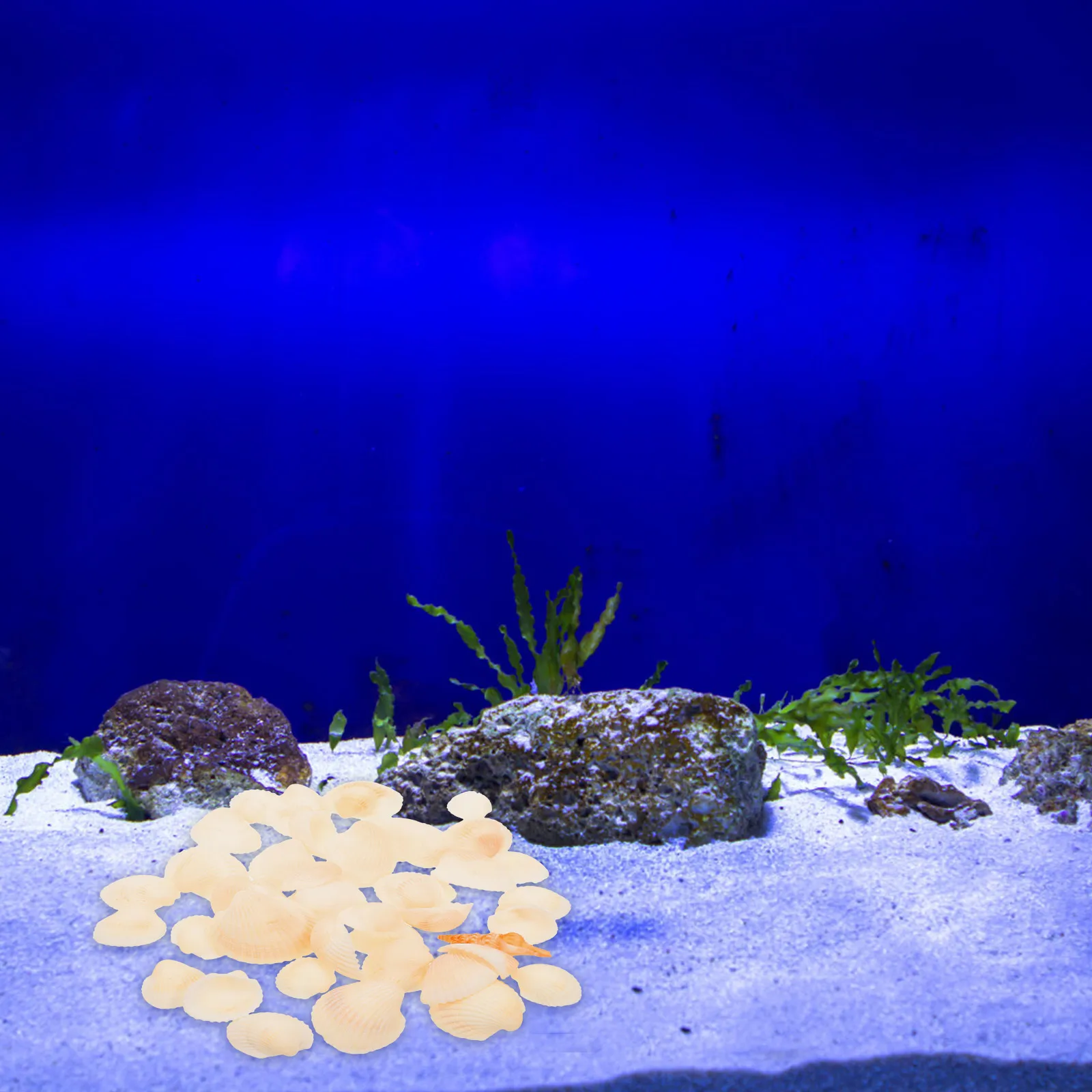 

White Seashell Decor Kit for DIY Crafts Tank Desktop Decor Safe Non Toxic Lightweight Multi Function Shell