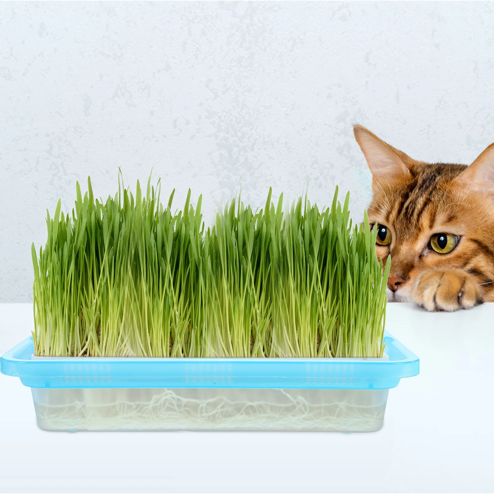 

2Pcs Catnip Plant Box Indoor Hydroponic Cat Grass Planter Reusable Plastic Soilless Cat Plant Growing Kit Hydroponic Planter