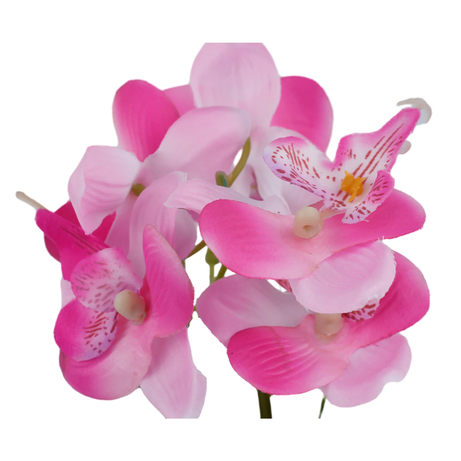Evler için Masaüstü Süsleri, Y - Bonsai Garden And Cafe incelemesi ve fiyatı