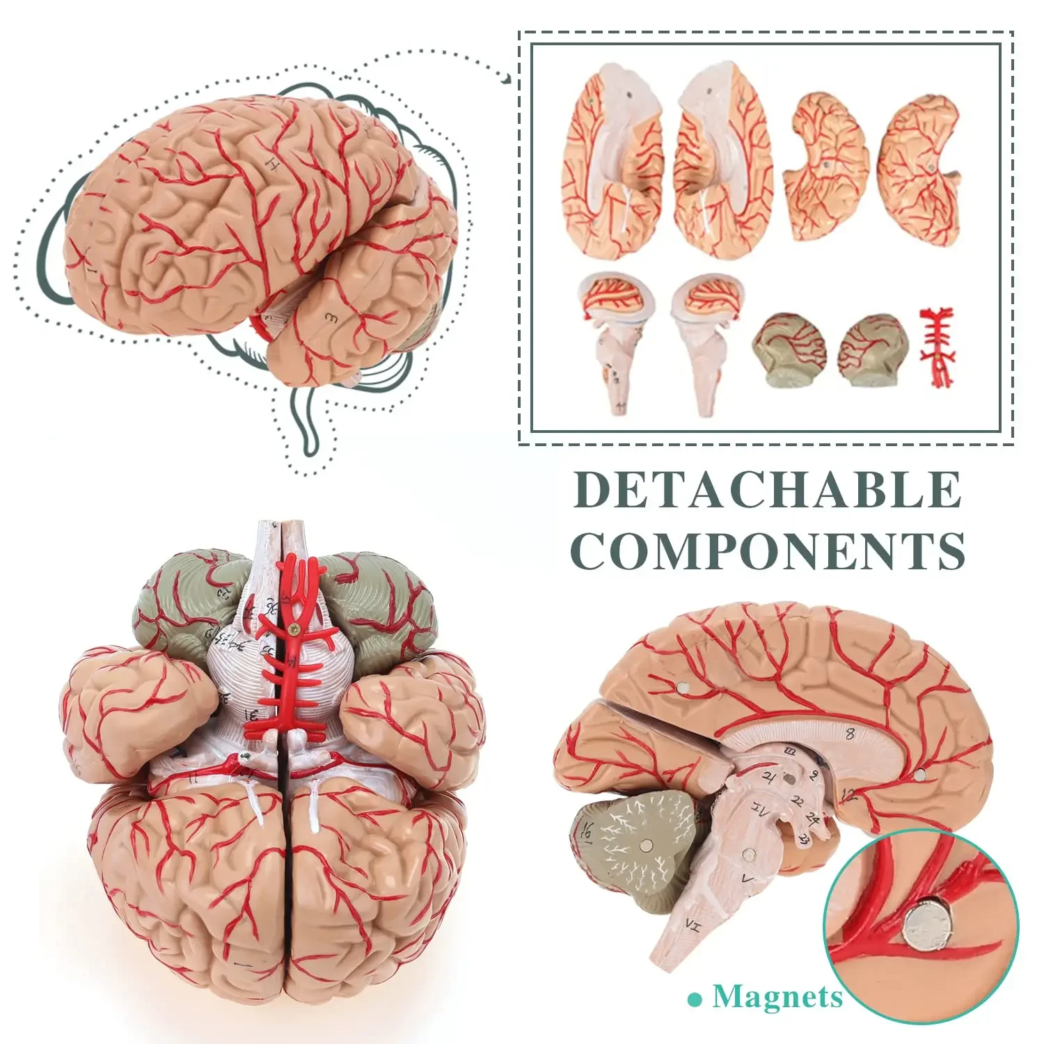 Modèle anatomique du cerveau humain, modèle de cerveau coloré anatomique précis pour l'enseignement de la classe scientifique, modèle médical