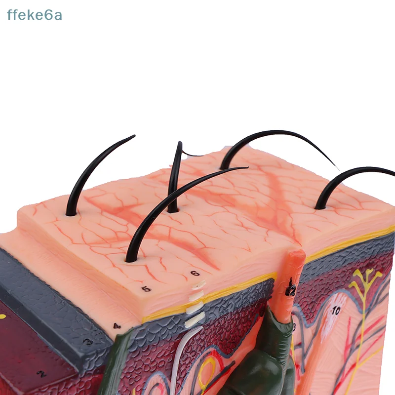 

[HB]35/50 раз Модель кожи Анатомическая структура волос на коже человека Увеличенная анатомия модели