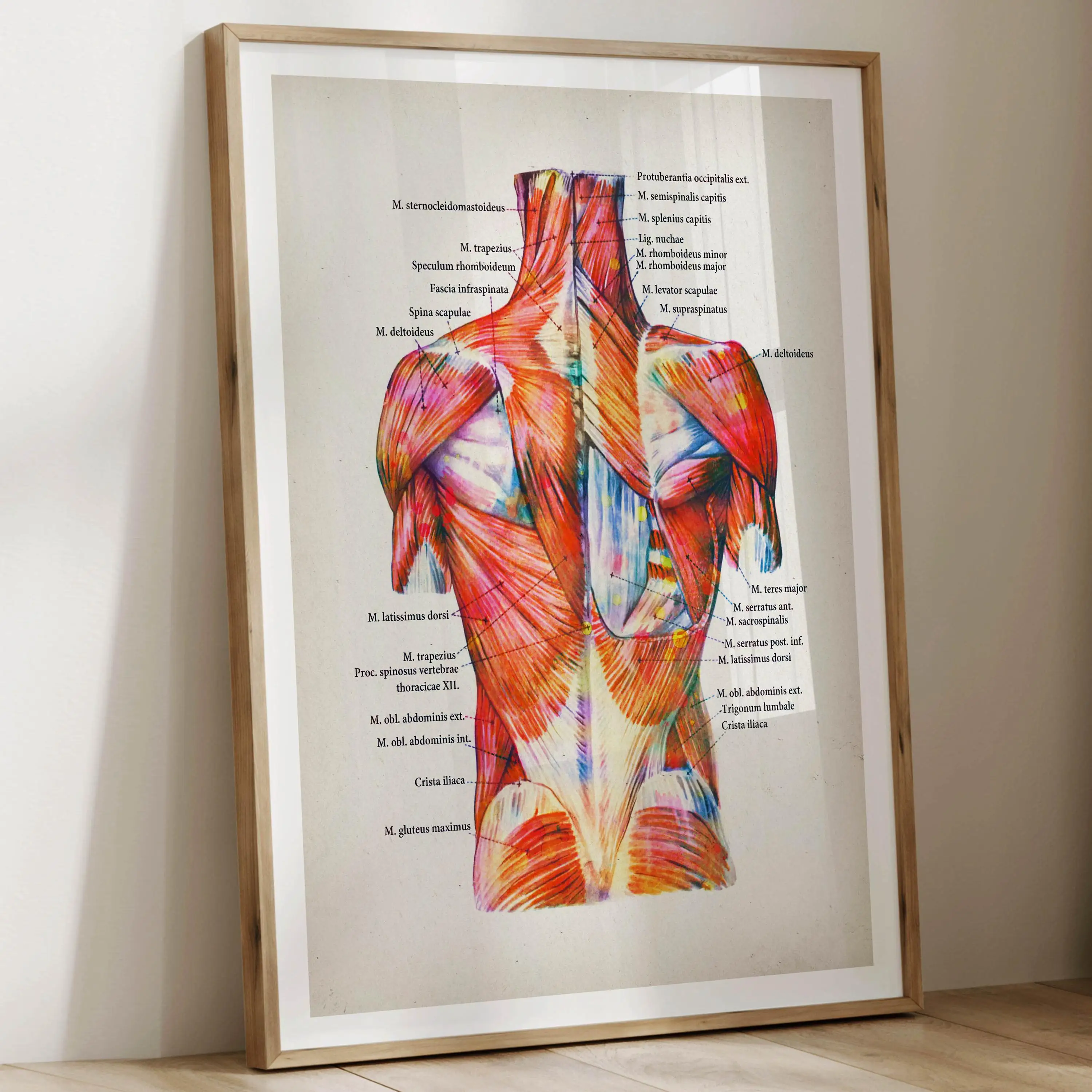 Watercolor Human Anatomy Muscle Poster Set -  Labels all the muscles Perfect for doctors massage clinics and doctor's offices view 2