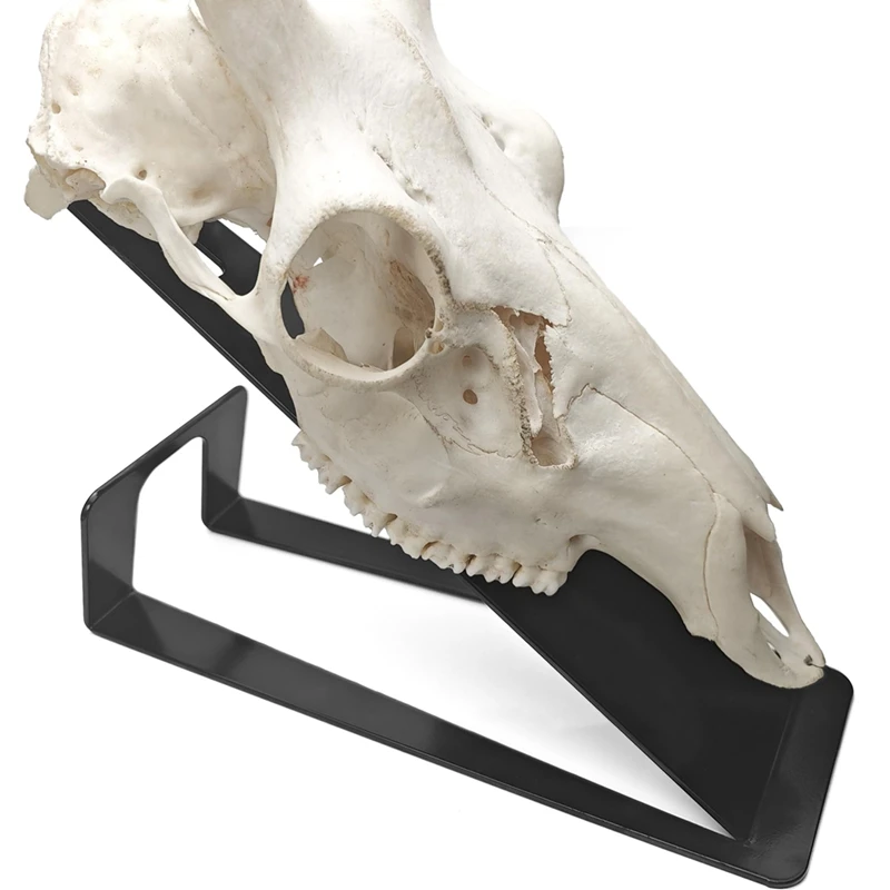 

New European Mount Skull Hanger, Table Deer Skull Mount Hanger For Hanging Deer Head, Pronghorn And Other Smaller Skulls