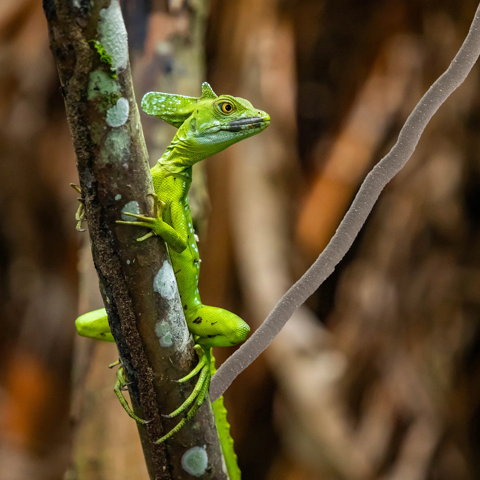 

Artificial Tree Reptile Vines Decorative Branches Terrarium Habitat Climbing Amphibians Lizards Pet SuppliesVine