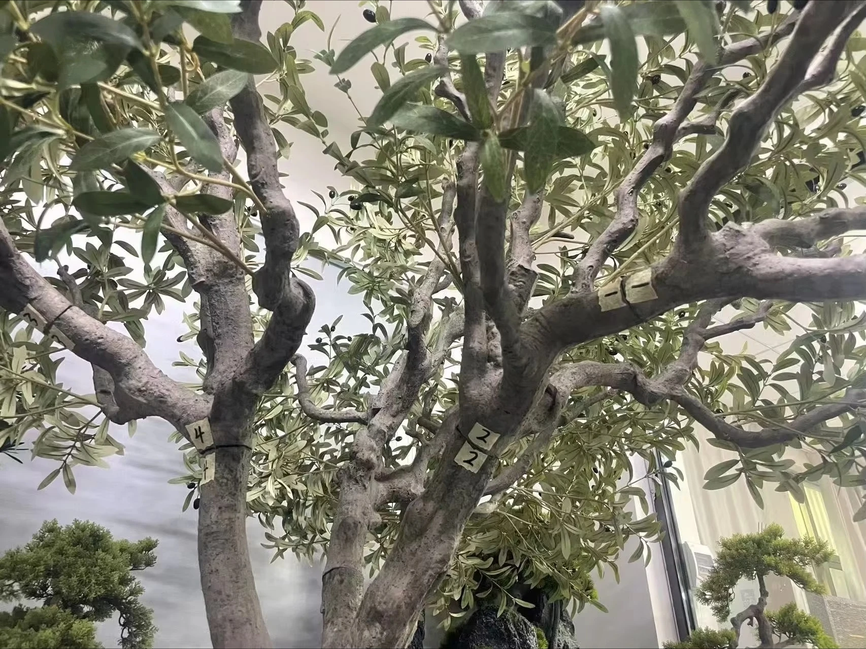 Customised Size And Shape Large Artificial Olive Tree Easy Install Indoor Home Hotel Natural Looking Green Plastic Fake Plant