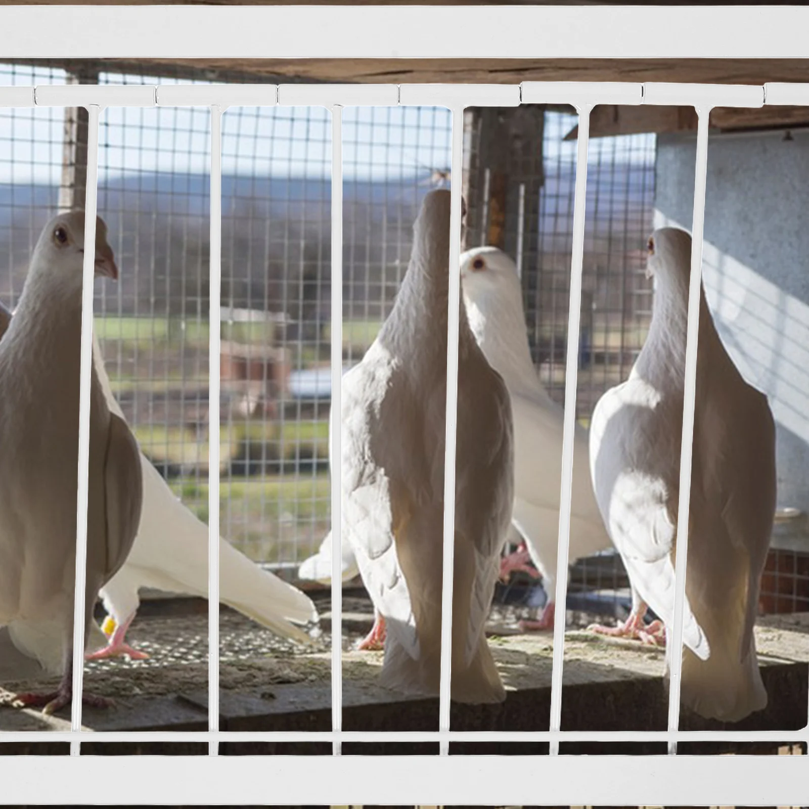 

1pc Pigeon Loft Automatic Bird Entrance Door For Homing Pigeons Durable Iron Racing Door Pet Cage Access Control