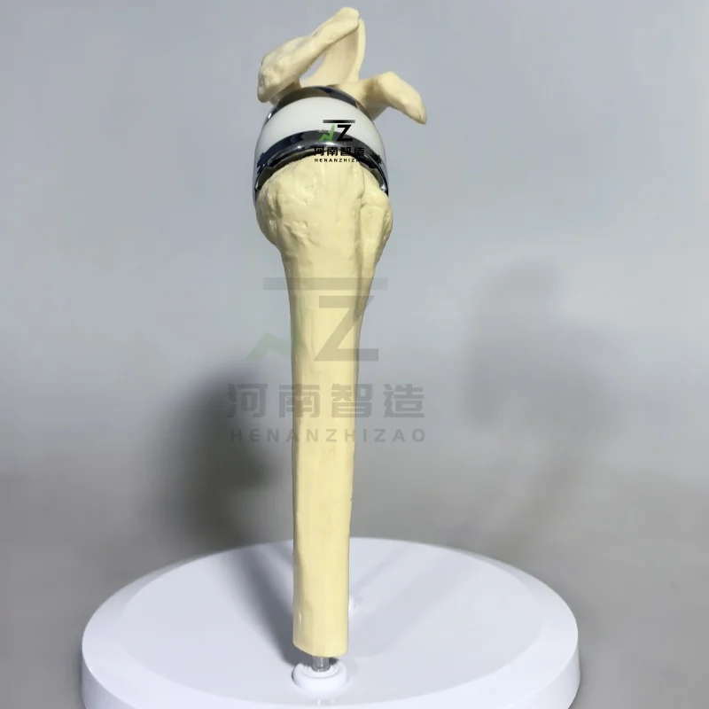 2026 New Artificial Shoulder Joint Manual Model High Quality Orthopedic Model