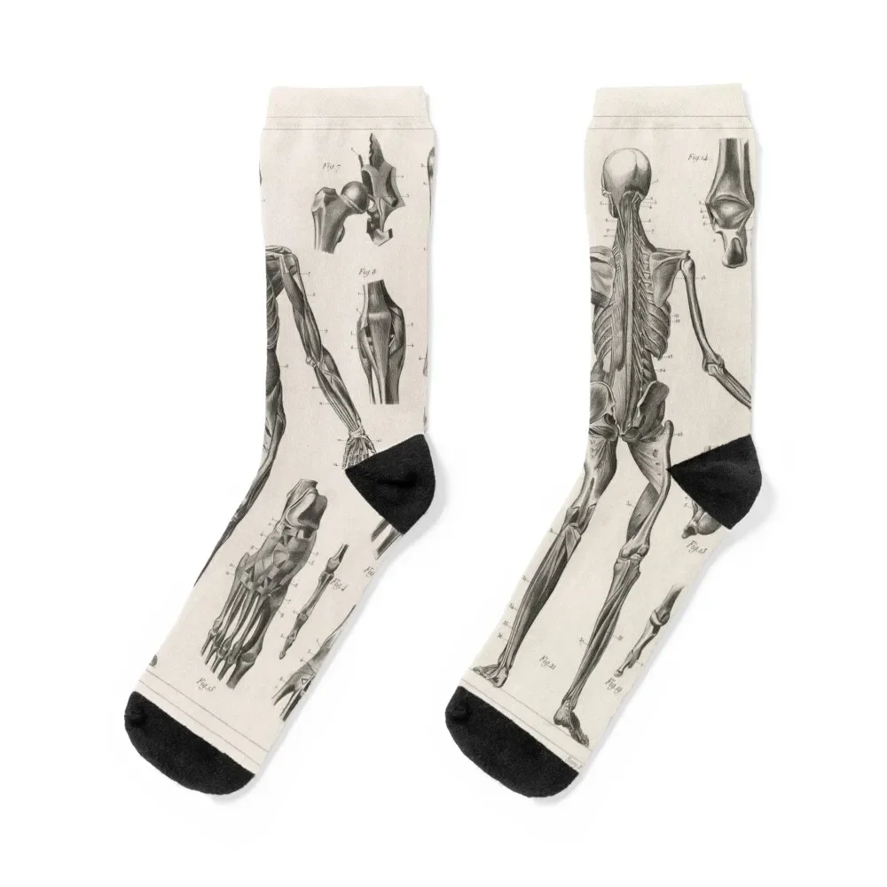 1857 Diagram Anatomy including Ligaments and Muscles Socks with print floral designer Socks Men's Women's