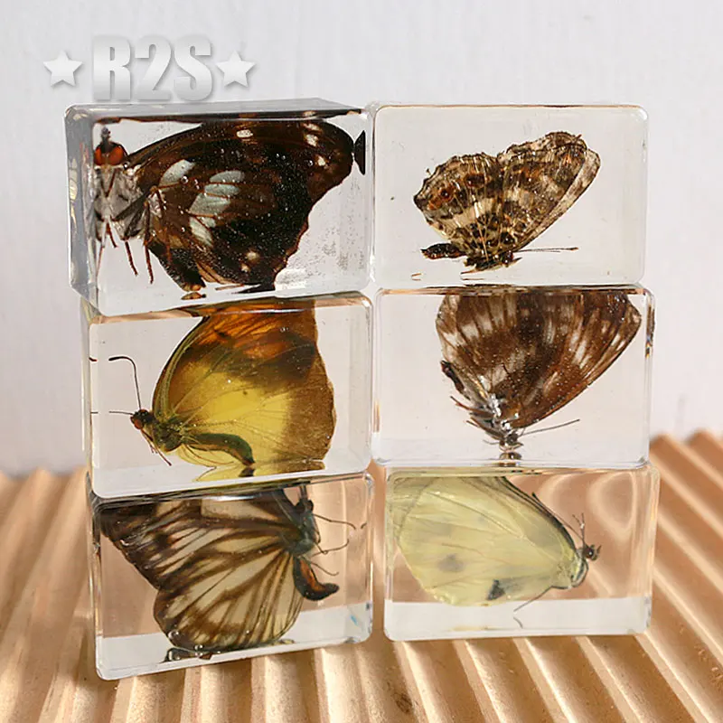 6 Pcs a lot  Insect in Resin Specimen Bugs Collection Paperweights Arachnid Resin Spec  decoration accessories butterfly beetles