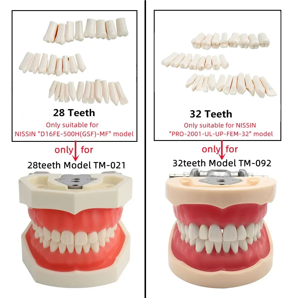 28/32pcs  Dental Teeth Model For Dental Technician Practice Replacement Teeth For Nissin Models / Dental Simulator Head Model