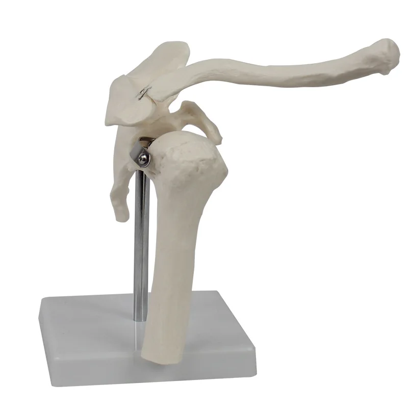 

Shoulder Joint Model Human Skeleton Model Joint Skeleton Model Shoulder Bone Muscle Joint Anatomical Model