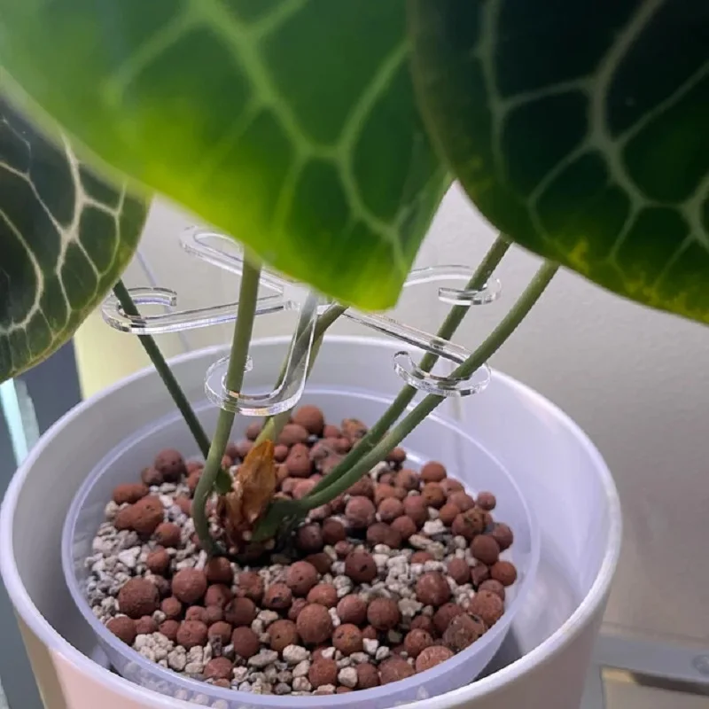 Pflanzens tamm unterstützung Alocasia Monstera Blatts tütz reben stütz clips für Kletter pflanzen, um aufrecht zu wachsen und gesünder zu werden