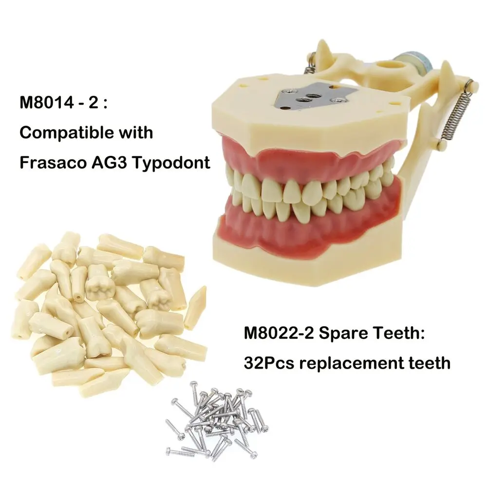 Dental Restorative Typodont Model 32Pcs Removable Teeth Frasaco AG3 Type M8014-2