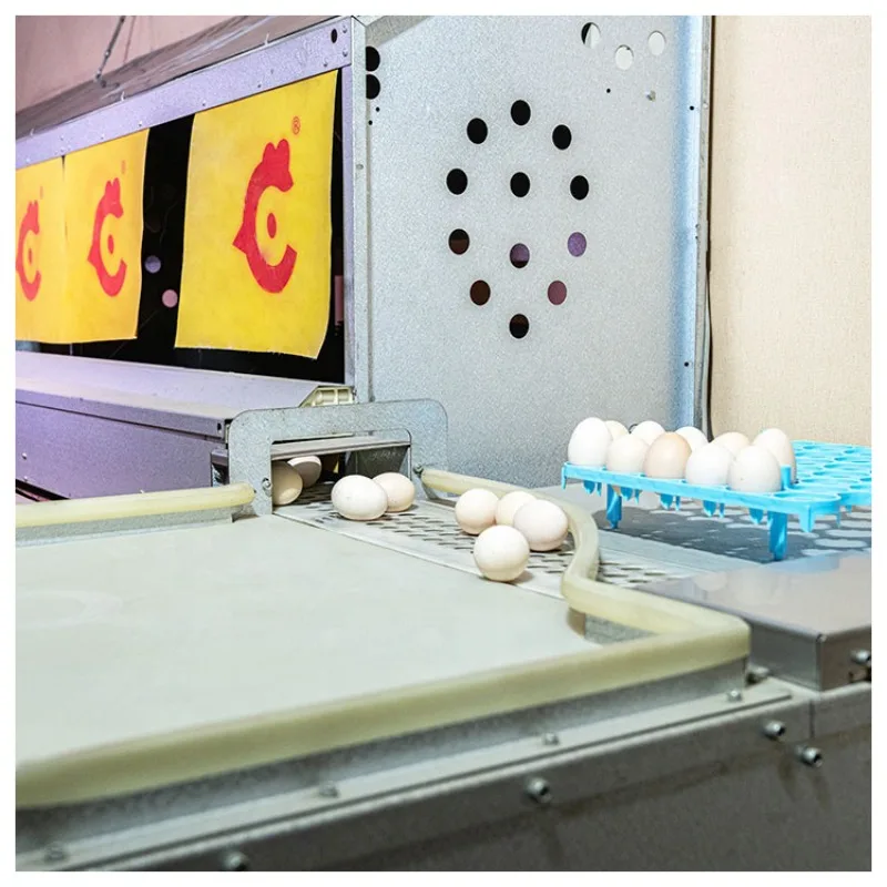 livestock equipment manufacturers automatic chicken poultry equipment egg collection system