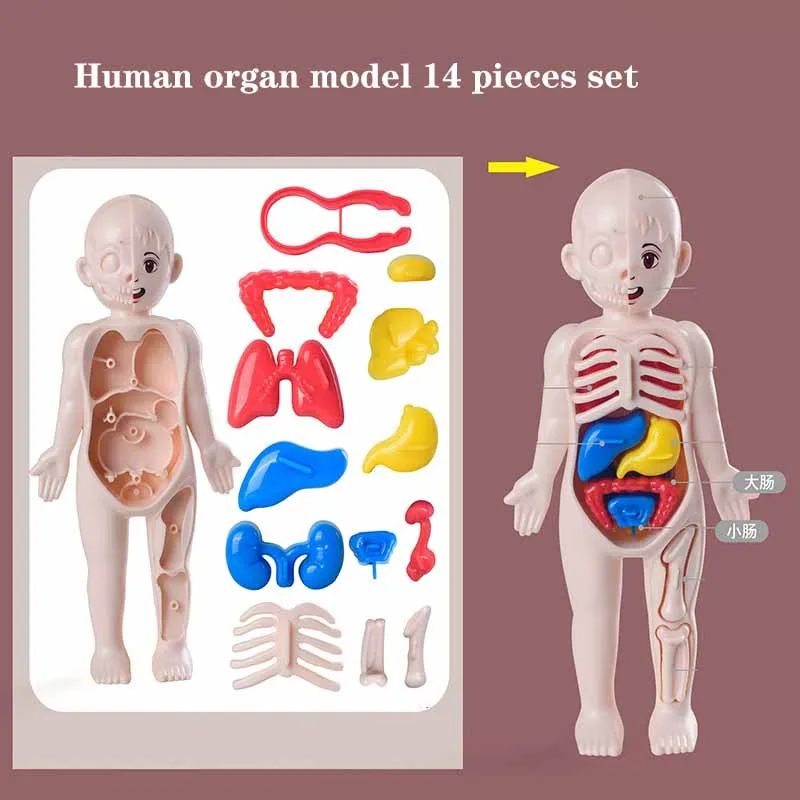 Simulação Criativa de Brinquedo de Estrutura de Órgãos Humanos, DIY Montagem Modelo Médico STEAM, Brinquedos de Puzzle para Educação Infantil