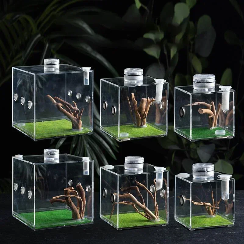 Acrylic Breeding Box Reptile Insect Jumping Spider Breeding Box Pet Turtle Lizard Portable and Minimalist Ecological Decoration