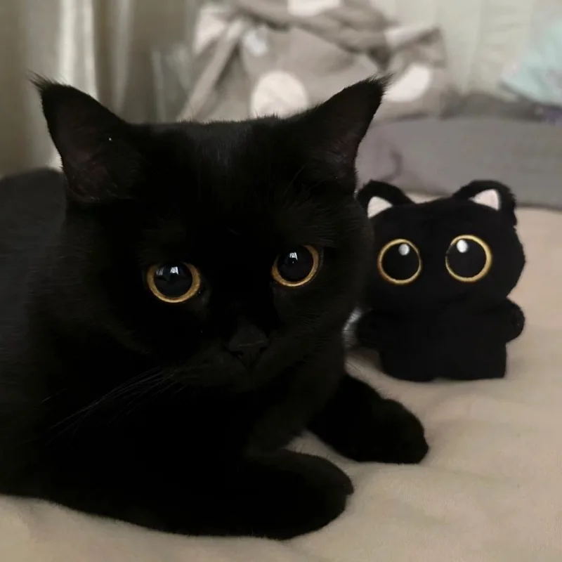 10 cm mignon chat noir en peluche poupée petit pendentif câlin oreiller coussin Ins chat noir en peluche poupée pour garçon fille cadeaux d'anniversaire