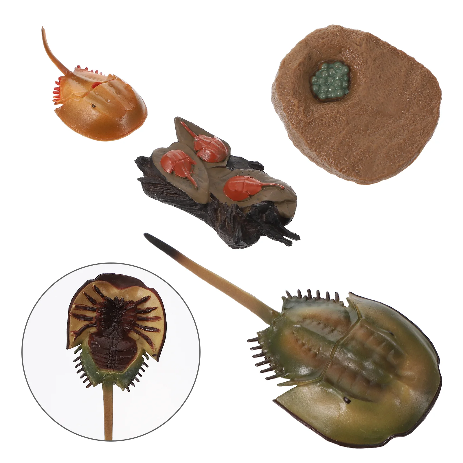 Cognitive Model of Life Brain Toy Montessori Toys Kids Animal Horseshoe Crab Growth Cycle Creatures Sea ​​turtle Child