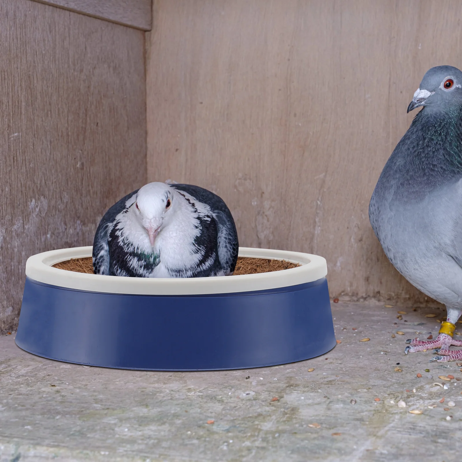 Ensemble de coussinets en fibre de coco pour accent de pigeon, accessoires pour animaux de compagnie, accent de pigeons, accent de pigeons, accent de pigeons, accent de pigeons, accent de pigeons, accent de pigeons, accent de pigeons, accent de pigeons