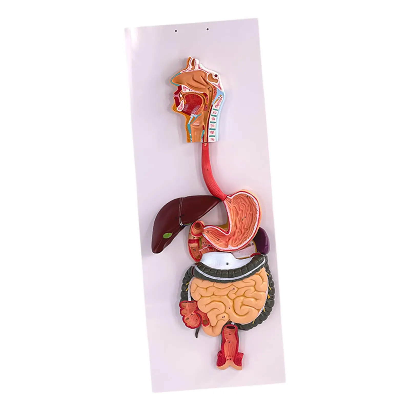 Kids Teaching Digestive System Demonstration Model Experiment Biology Teaching Props for Props Teens Gift Boys and Girls School