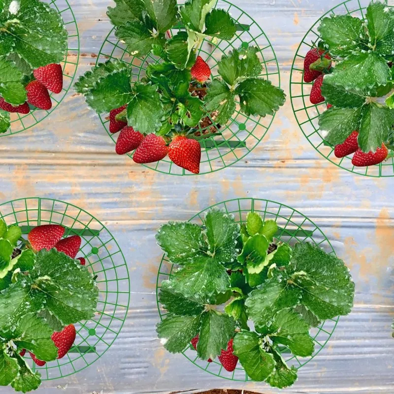 

N04R Plastic Strawberry Support Stand-10Pcs Half Circle Interlocking Garden Tool For Balcony Pot Planting