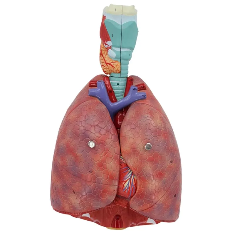 Human Larynx/Heart/Lung Anatomical Model Medical Model Pulmonary Anatomy Model Respiratory System Model Teaching Supplies