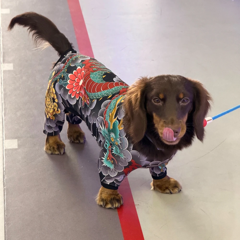 Traje ligero repelente de insectos para perro teckel, cubre vientre