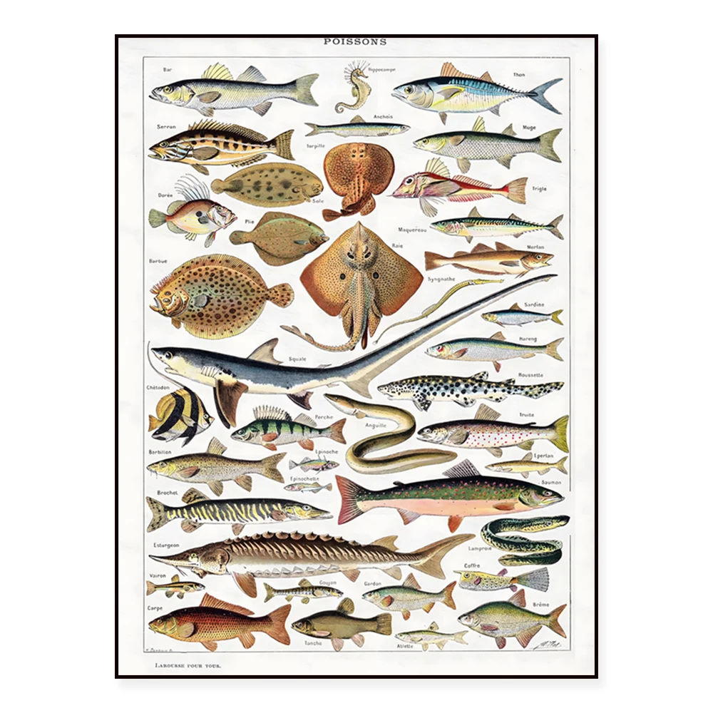 Adolphe Millot's Fr… - image