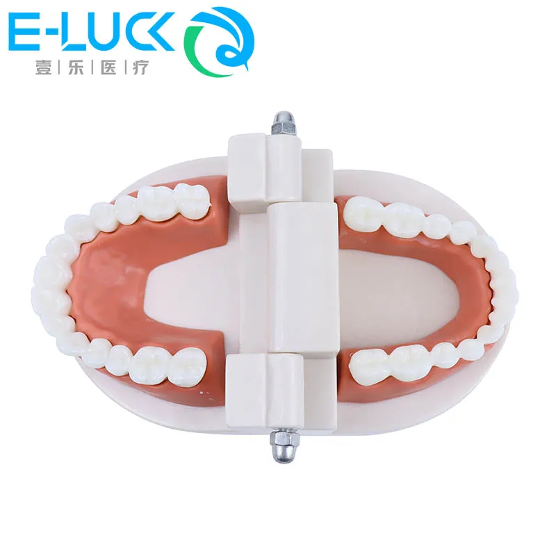 Standard Removable Dental Tooth Model Orthodontic Implant Teeth Model for Dental Teaching Study Dentist Material