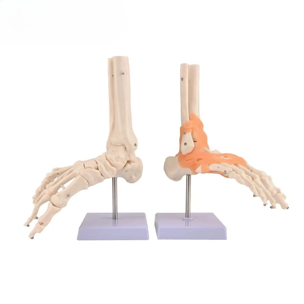 PVC Foot and Ankle Joint Functional Anatomy Bone Model Medical Display Teaching School
