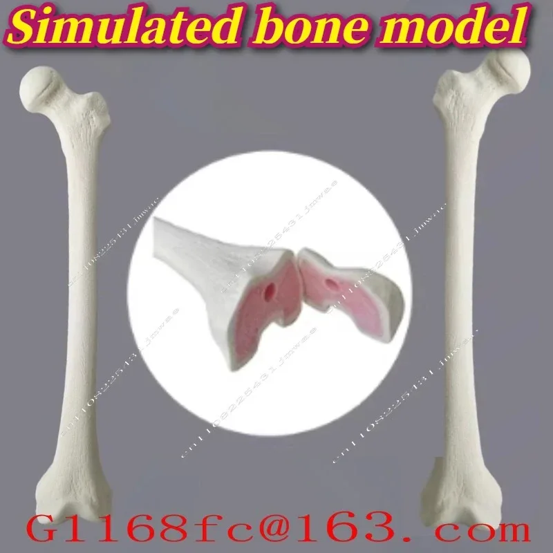 Fake Femur Simulation Bone Saw Workshop, Preoperative Training, Practicing Human Thigh Skeleton