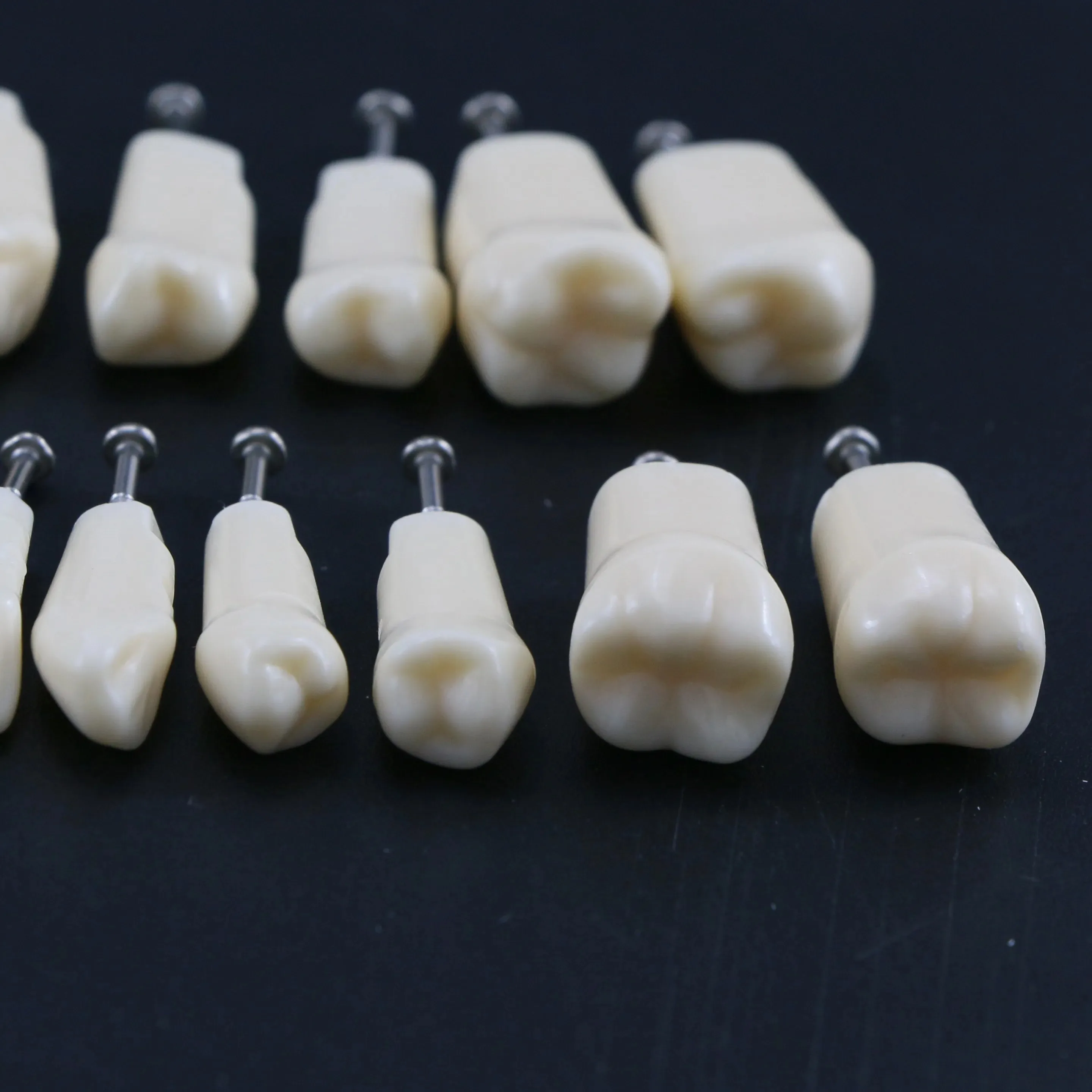 Dental Teeth Model Typodont Screw-in Replacement Teeth fit NISSIN 500 Type Dentistry Preparation Training Teaching