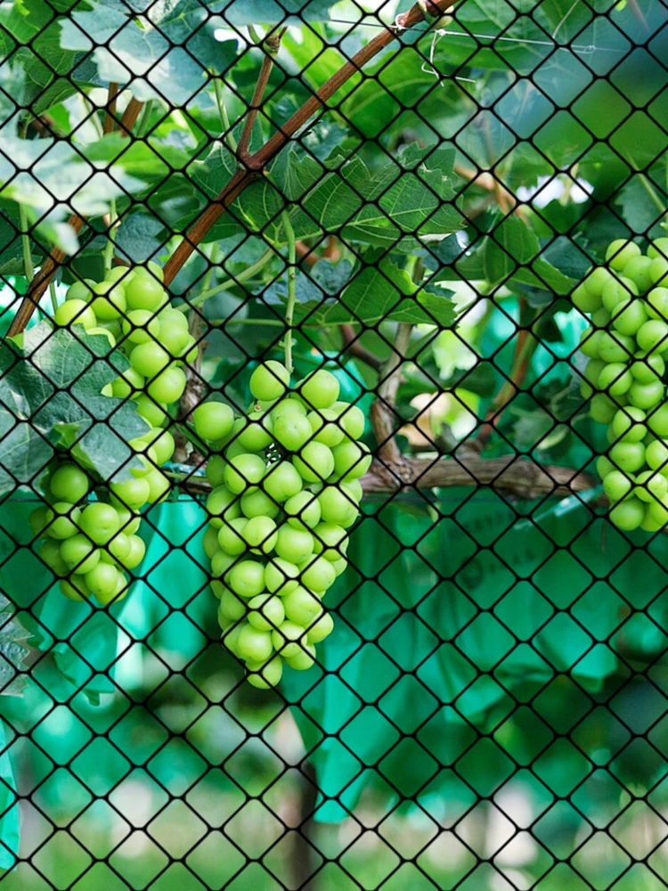 

Нейлоновая сетка от птиц и хищников для защиты сада, 25 x 50 футов, для фруктовых деревьев, овощей и домашней птицы