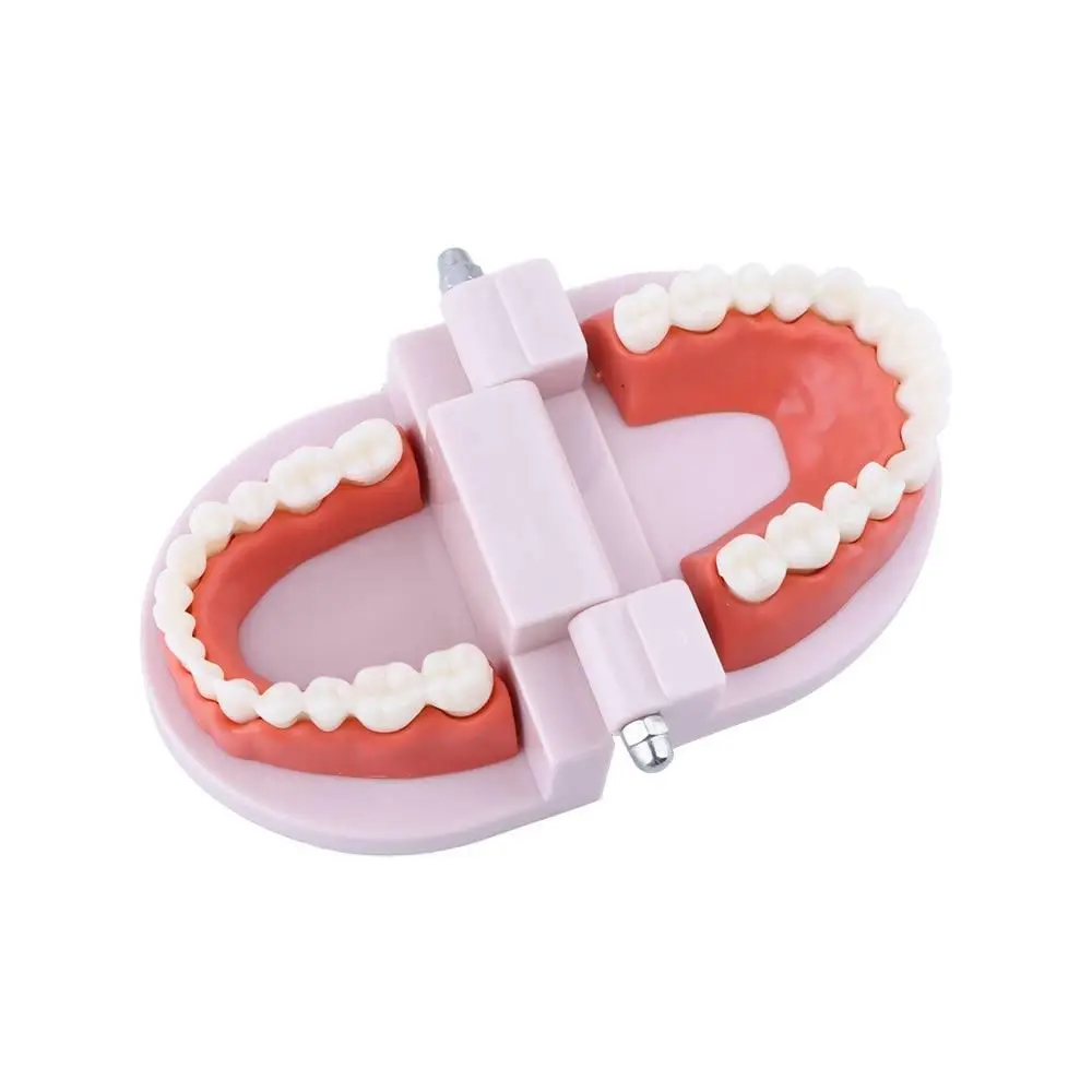 Pro White Oral Education Dental Teaching Typodont Demonstration Standard Teeth Model Flesh Pink Gums Denture Model Teeth Model