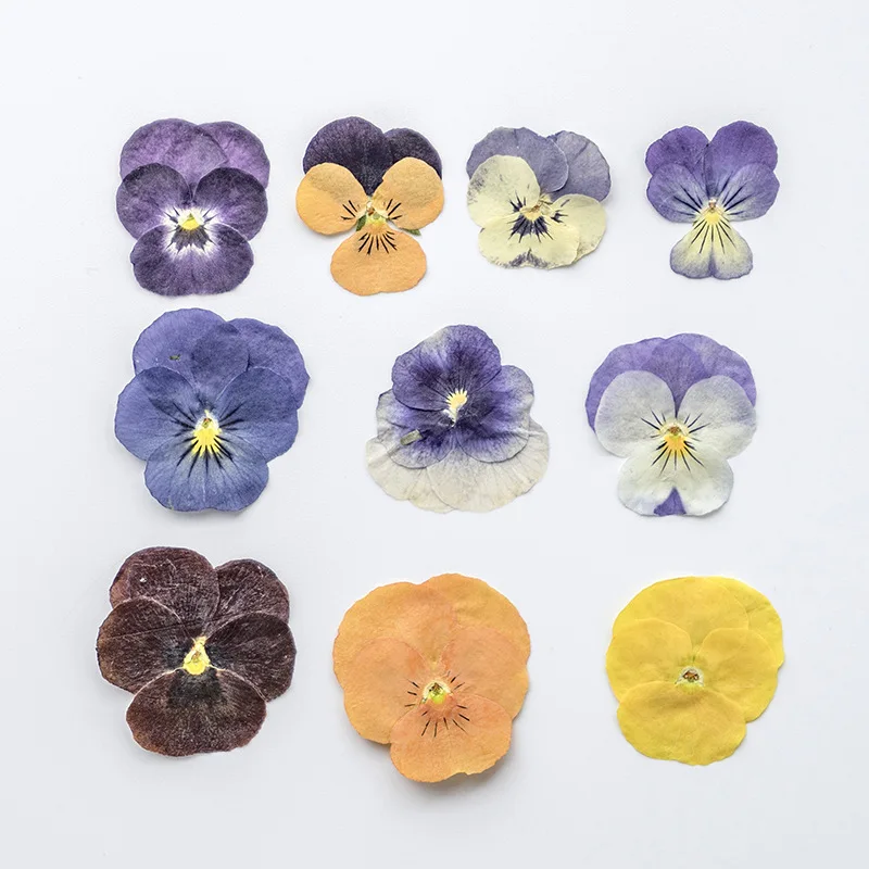 120pcs Pressed Dried Viola tricolor L Flower Herbarium For Resin Epoxy Jewelry Card Bookmark Frame Phone Case Makeup Lamp