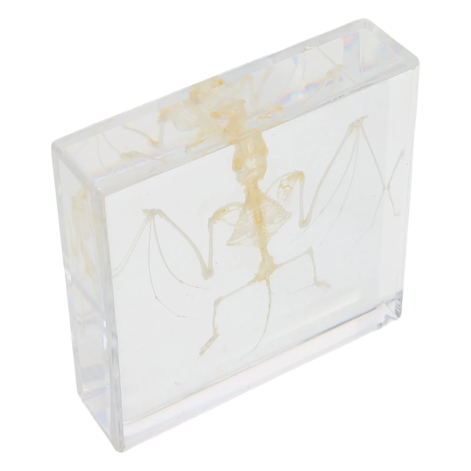 コウモリの展示：科学教室の装飾、教育、研究、家の装飾用に手作りされた本物の動物標本 ミニ