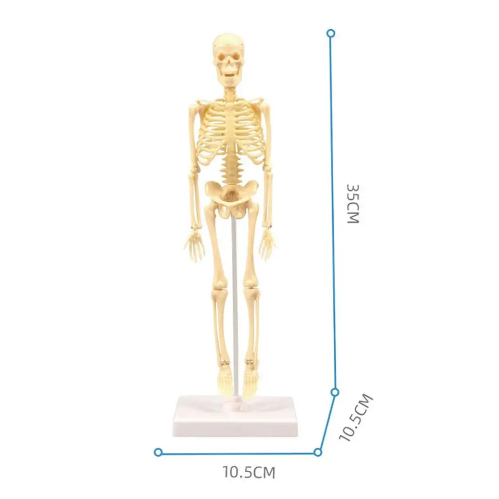 Human Body Anatomy Model, with Human Heart And Large Intestine Model, Skeleton Models for Children, Physiology Students, Models