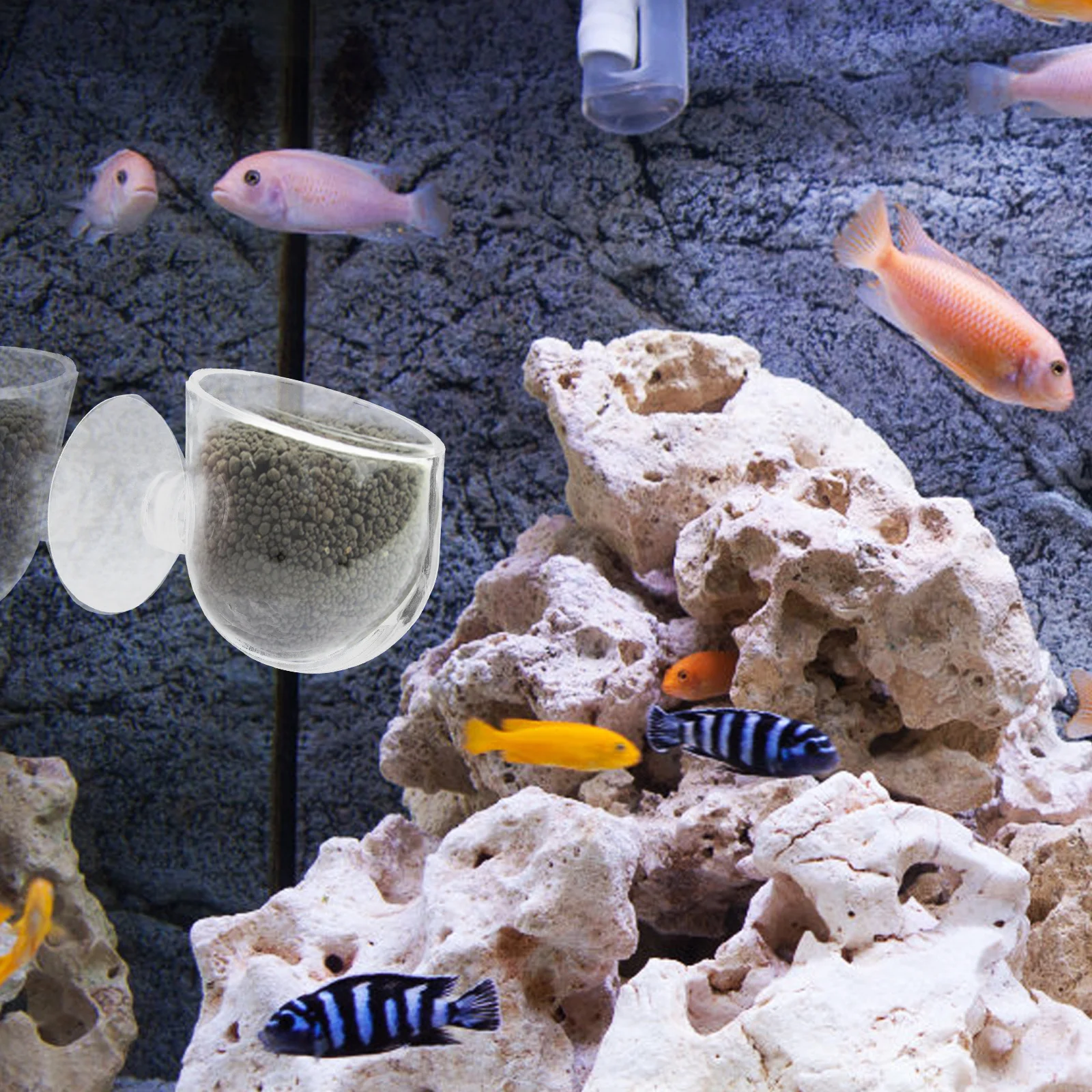 2 قطعة كوب نباتي مائي وعاء نبات زجاجي ممتاز مع أكواب شفط مزدوجة لتزيين خزان الأسماك مظهر طبيعي #4