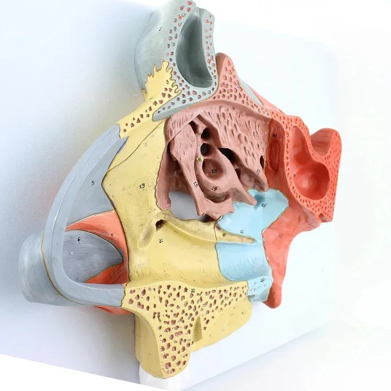 Enlarged version of nasal cavity model, anatomy of turbinates on the lateral wall of the nasal cavity