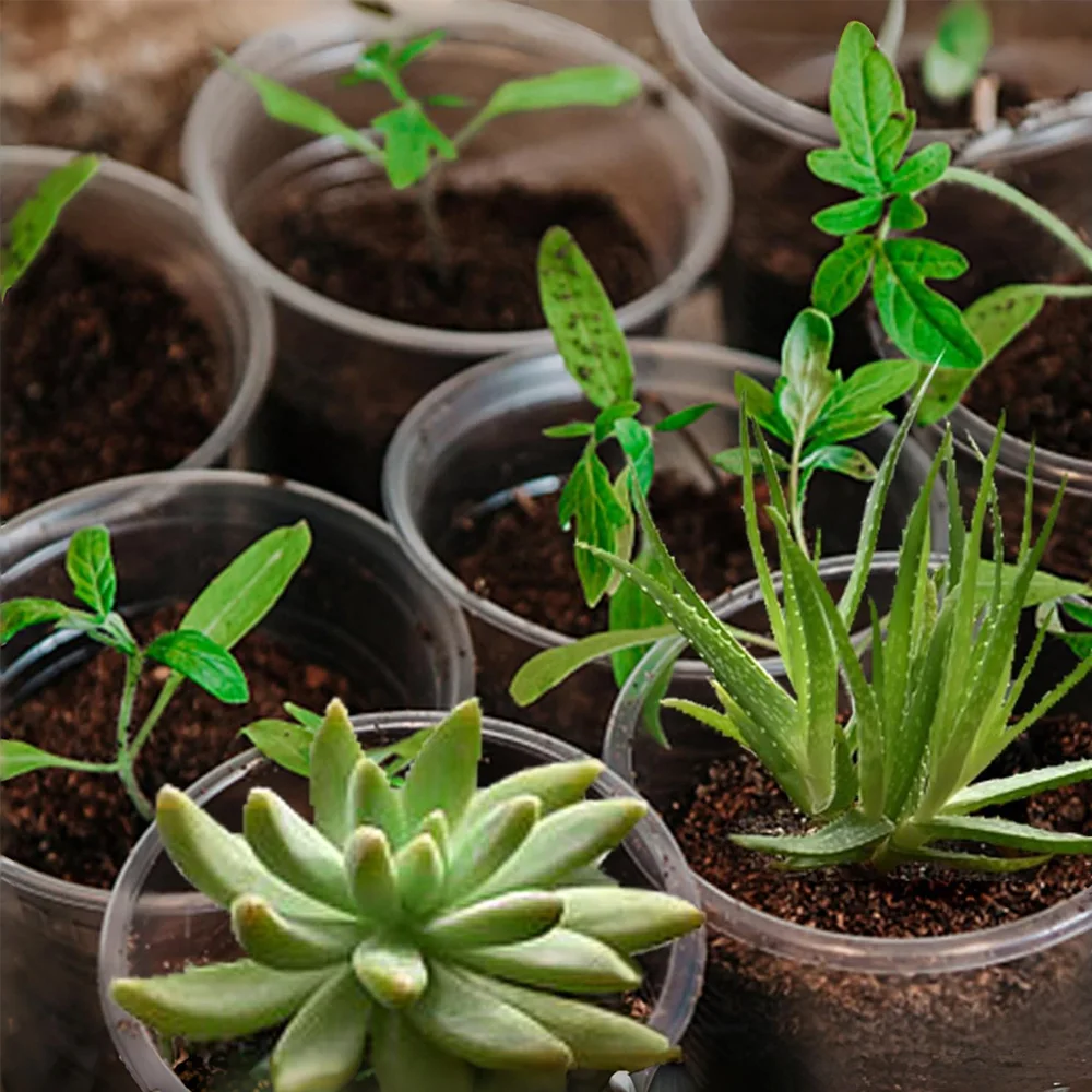 30 Packungen 3,5/4/5 Zoll Klare Anzuchttöpfe, Transparente Kunststoff-Pflanzgefäße mit Drainagelöchern, Saatgut-Anzuchttöpfe für Blumen und Pflanzen – Detail 6