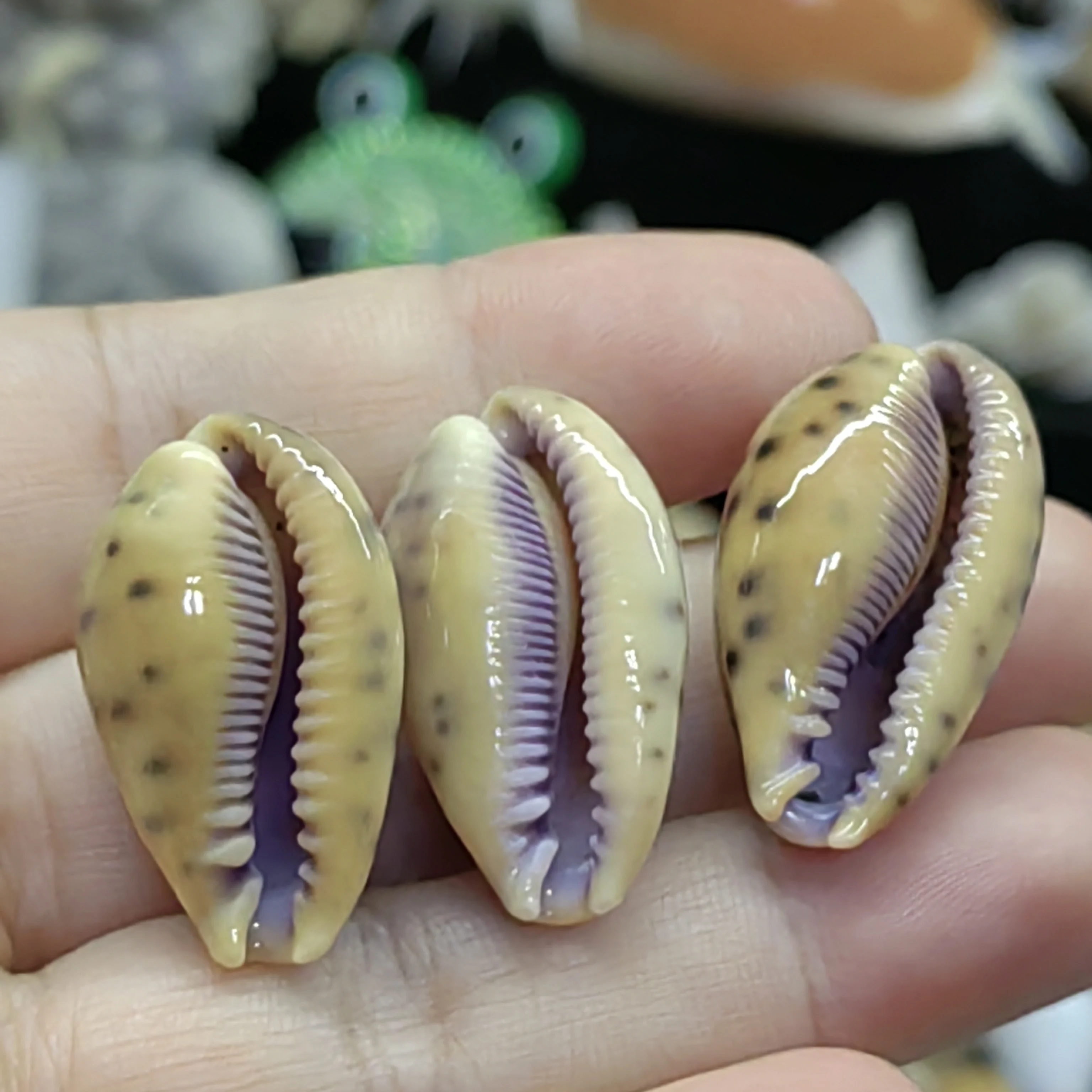 1PC Arabian Cowry Shells Natural Mauritia Arabica Cowrie Seashell For DIY Crafts Snail Jewelry Gift Beach Wedding Decor 2-3CM