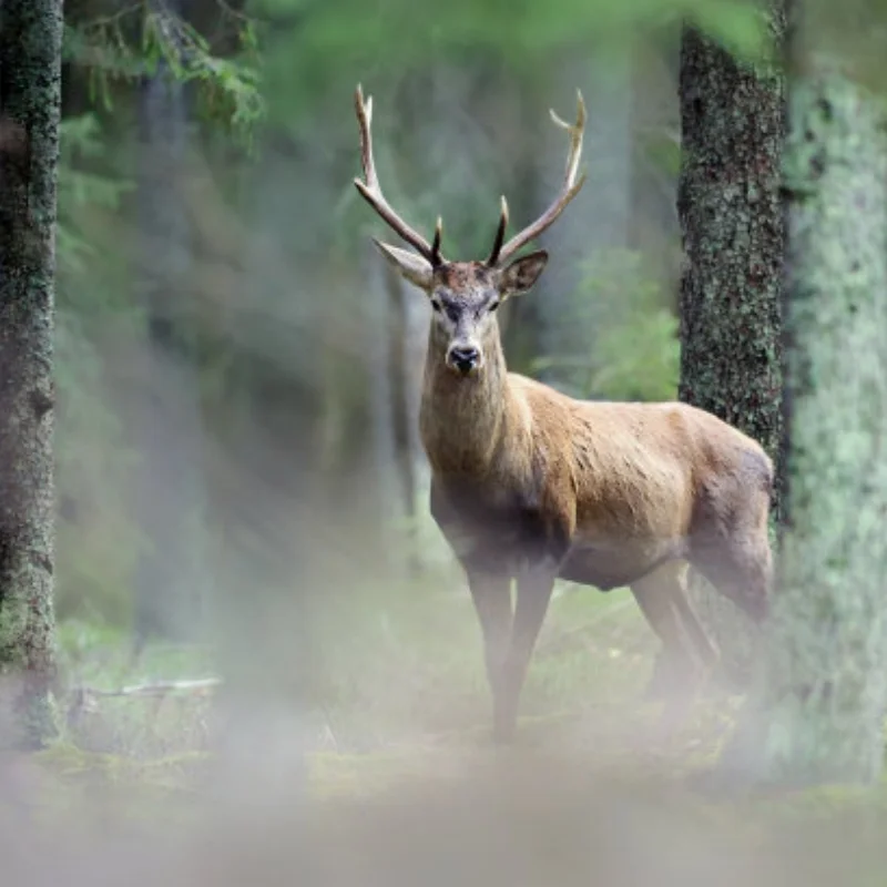 

Для HSP 02060 VX18/VX16 двигатель 2,74 куб.см тяговый стартер фиолетовый RC 1/10 нитро автомобиль дорожный автомобиль багги Monster Bigfoot Truck