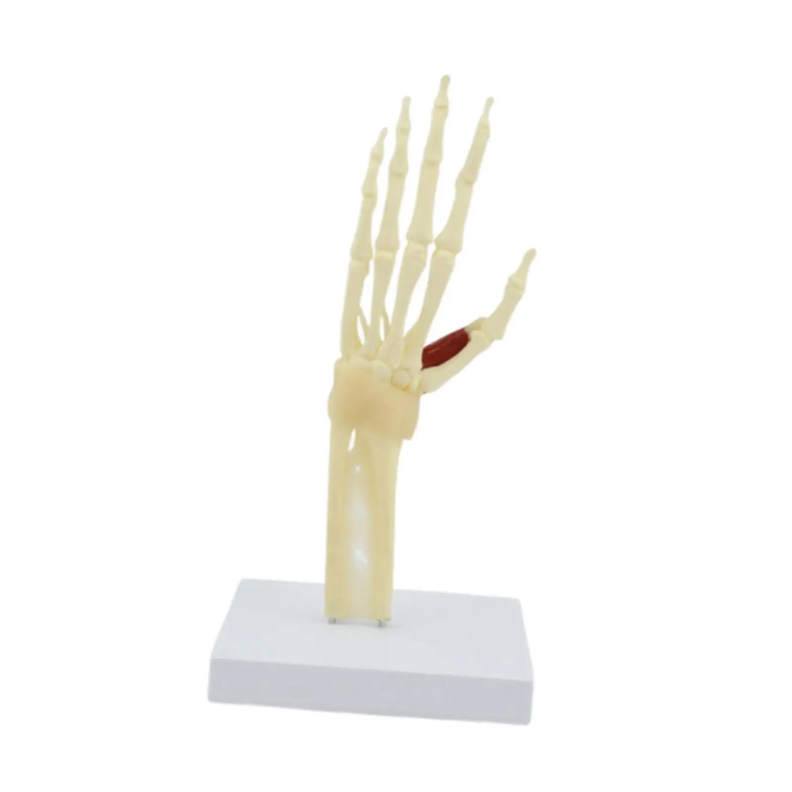 

Kids Teaching Hand Skeleton Demonstration Model Teaching Aid for School Kids