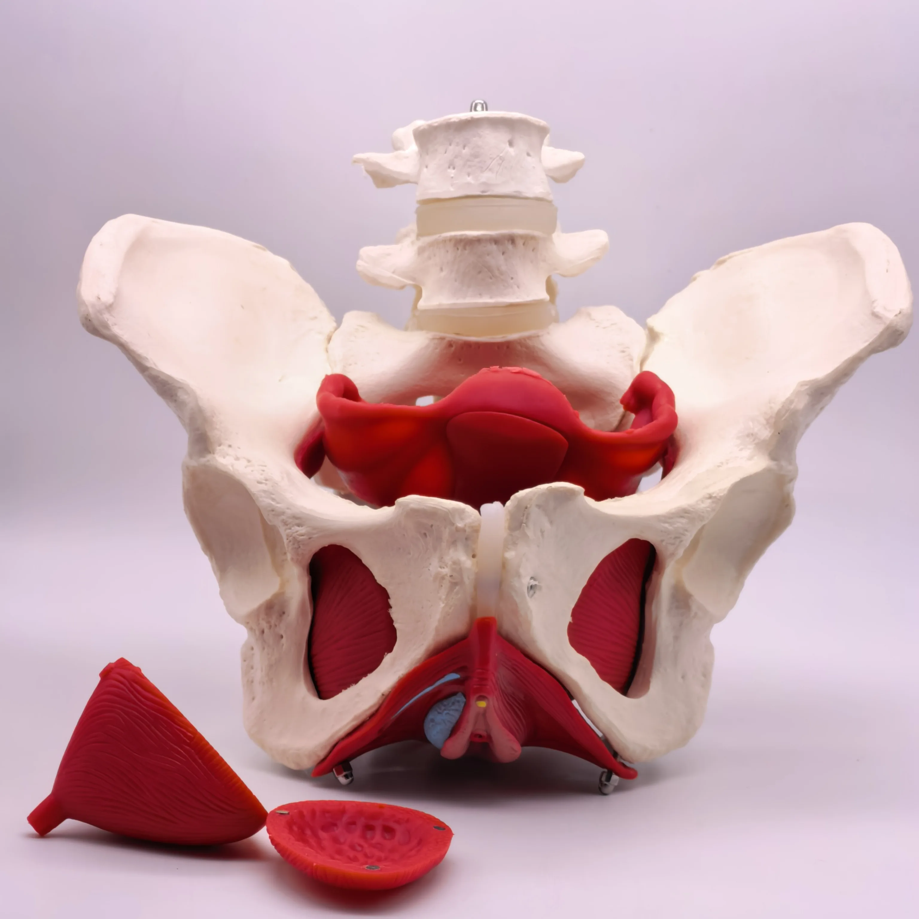 PVC Medical Anatomical Female Pelvis Model With Removable Organs Muscle Rehabilitation