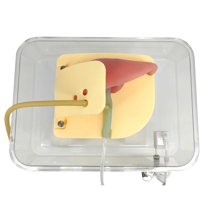 Choledochoscopy training model Hepatobiliary model t type Stone fetching training model