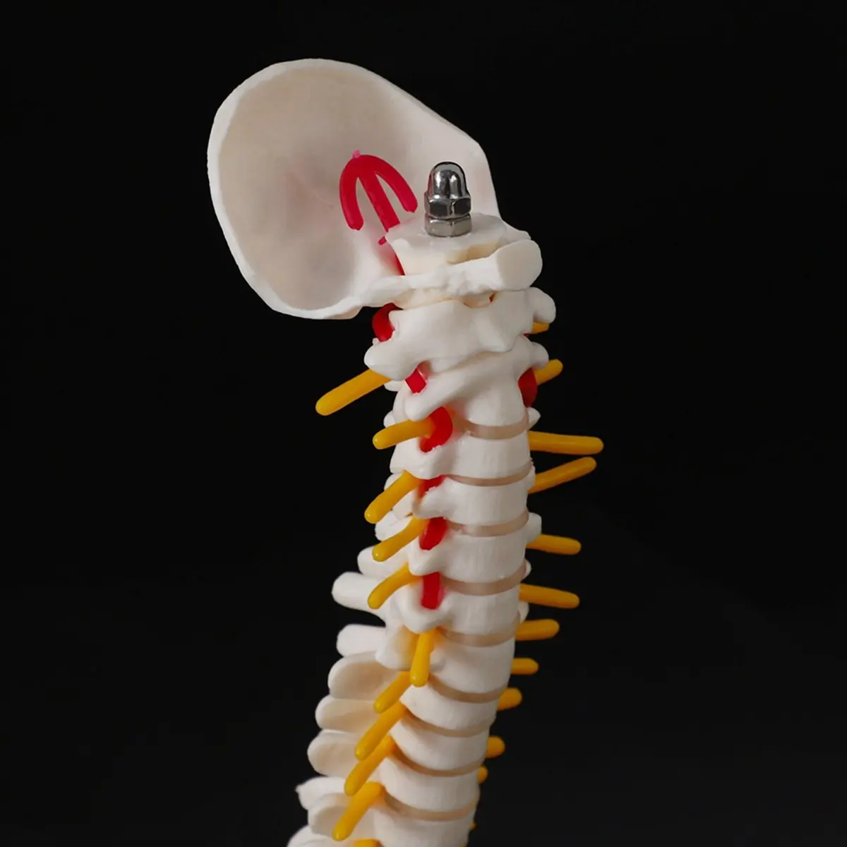 ABCD 2pcs 45Cm Flexible 1:1 Adult Lumbar Bend Spine Model Humans Skeleton Model with Spinal Disc Pelvis Model