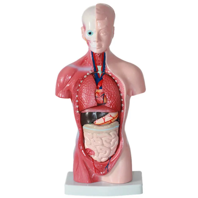 Human Torso model 26CM human internal organs Human Anatomy Torso anatomical model Medical supplies for school teaching