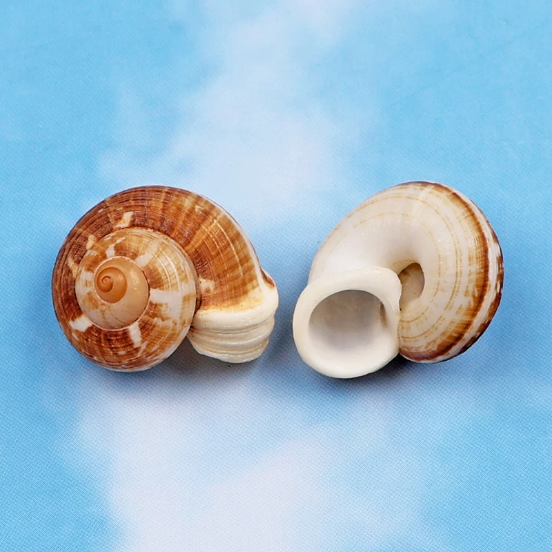 Natural Snail Shell Hermit Crab Replacement Shell Rare Specimen Collection Home Decoration Seashells Beach Decor