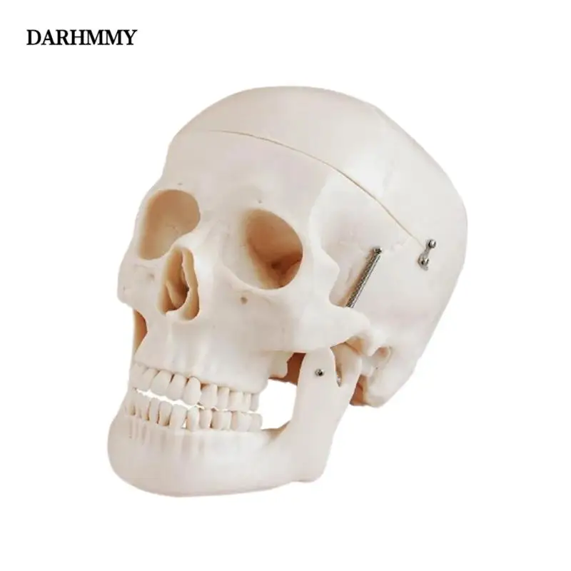 

DARHMMY Высококачественная натуральная большая модель черепа, съемный череп нижней челюсти, три части